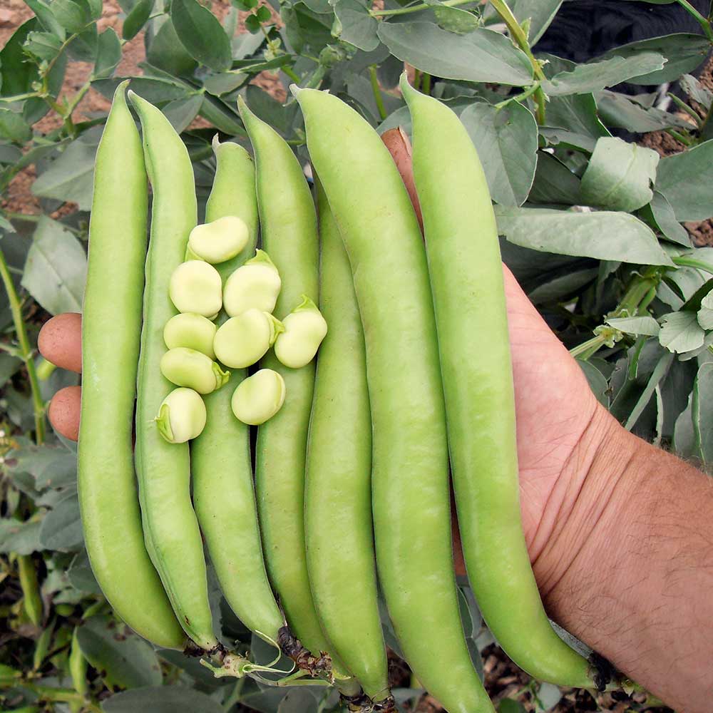 VEBEA24946.jpg